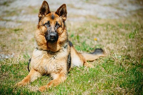Hollister, California Dog Training