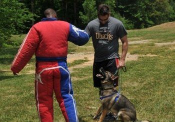 A man in a Ducks shirt is standing next to a dog in a field.