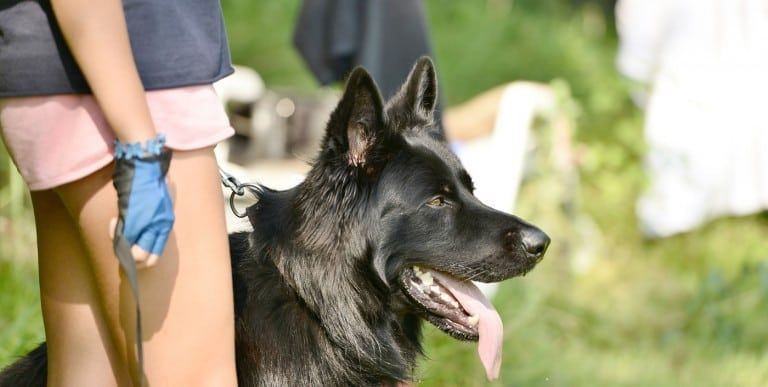 protection dogs for sale