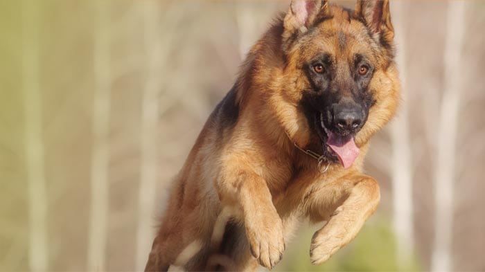 Protection dog