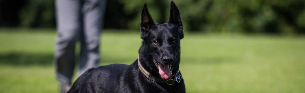 dog obedience training
