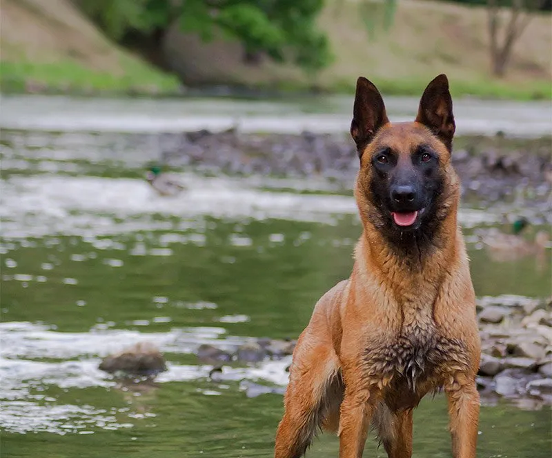 Best security dogs Best security dogs