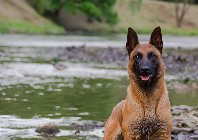 Cost of Protection Dogs