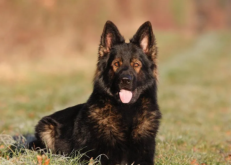 How Much Does a Protection Dog cost?