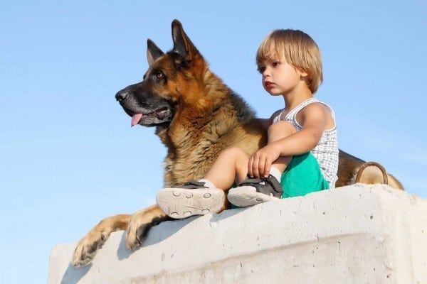 San Jose trained dogs for sale