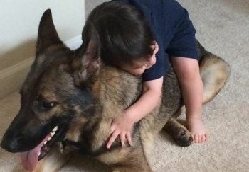 A little boy is hugging a large german shepherd