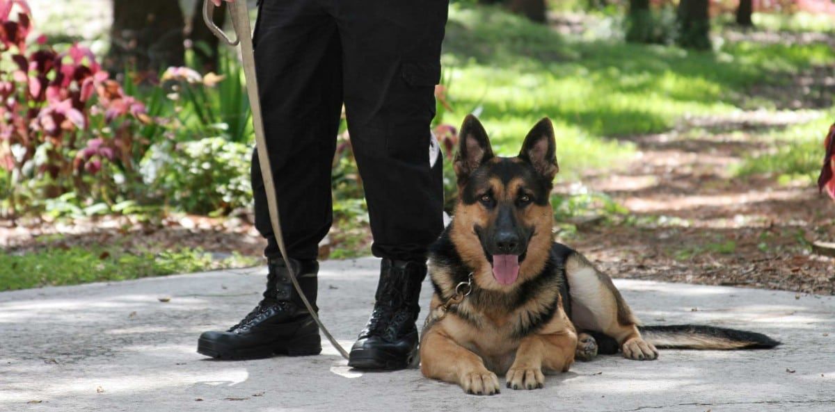 Dog Training