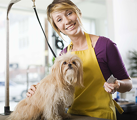 Worker Grooming Dog