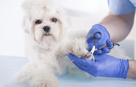 Trimming Dog Nails Trimming Dog Nails