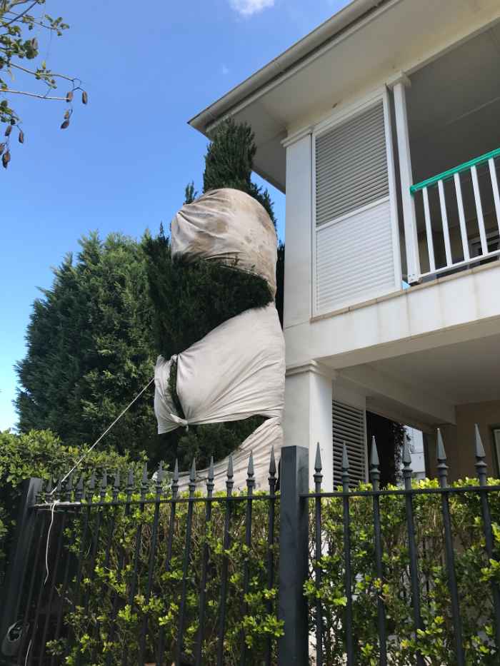 tree tied