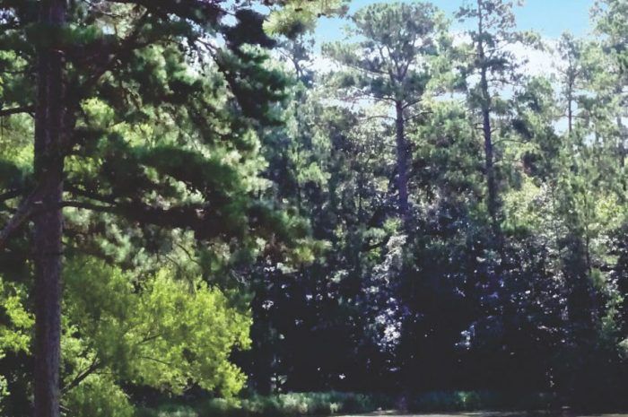 Pond near Pine Highland Apartment Homes