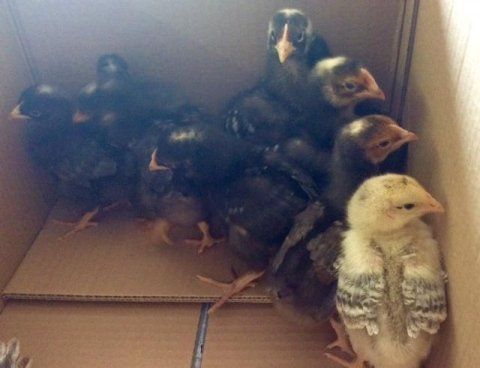 Foraggio