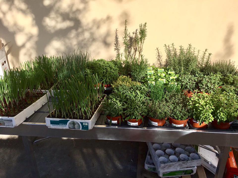 piante per giardino