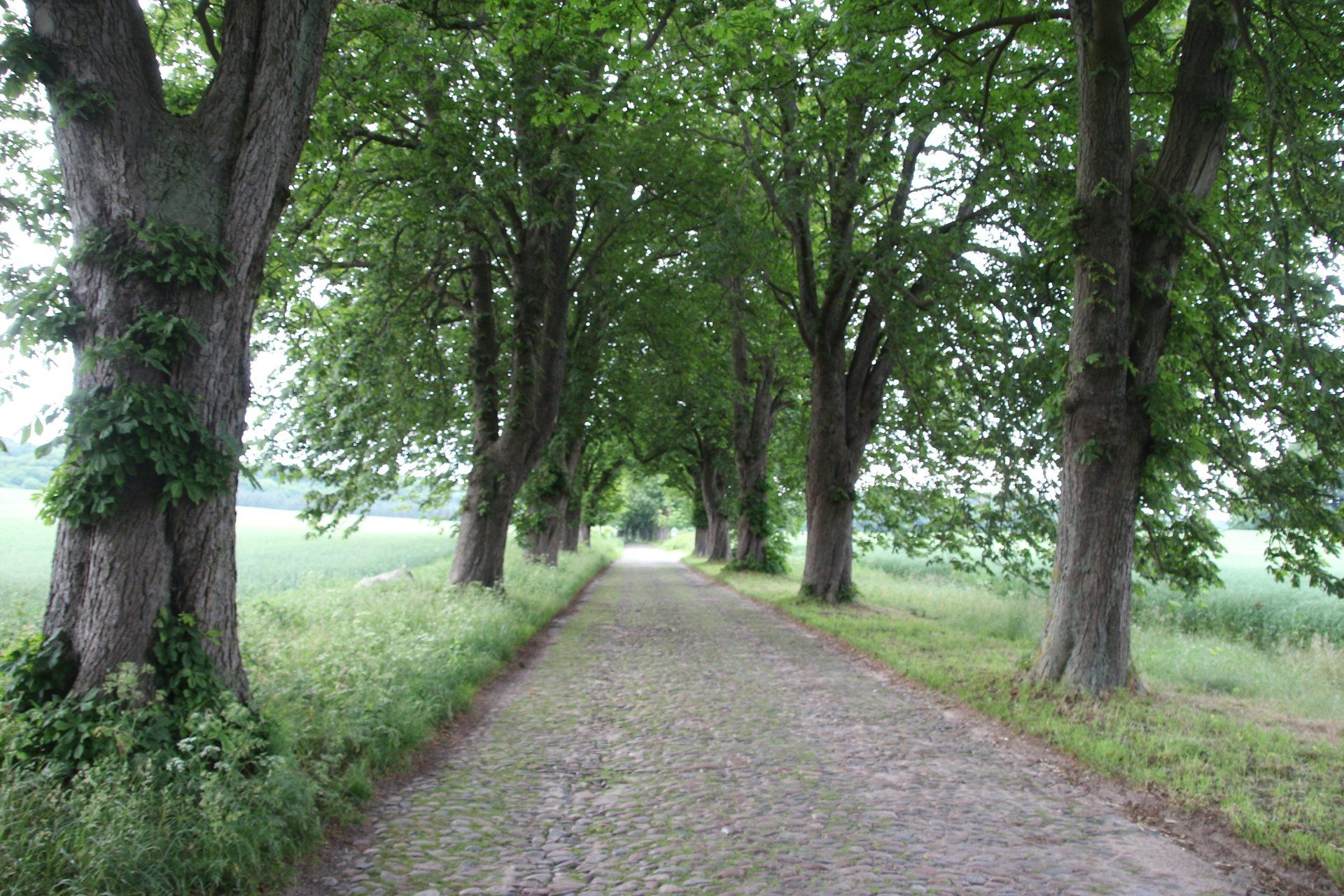 Eine unbefestigte Straße mit Bäumen auf beiden Seiten
