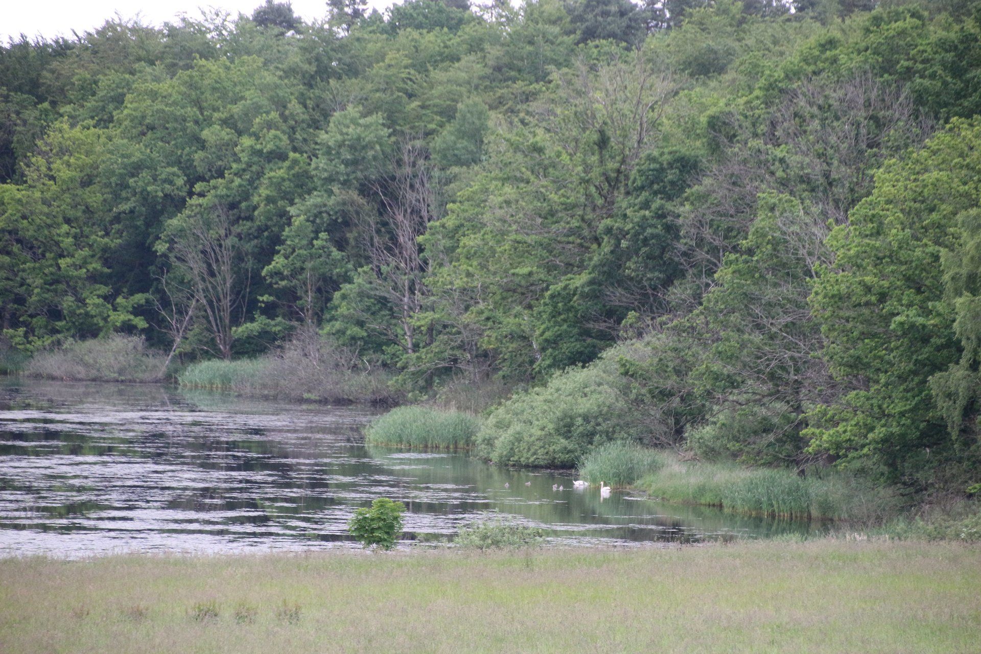 Ein von Bäumen und Gras umgebener See inmitten eines Waldes.