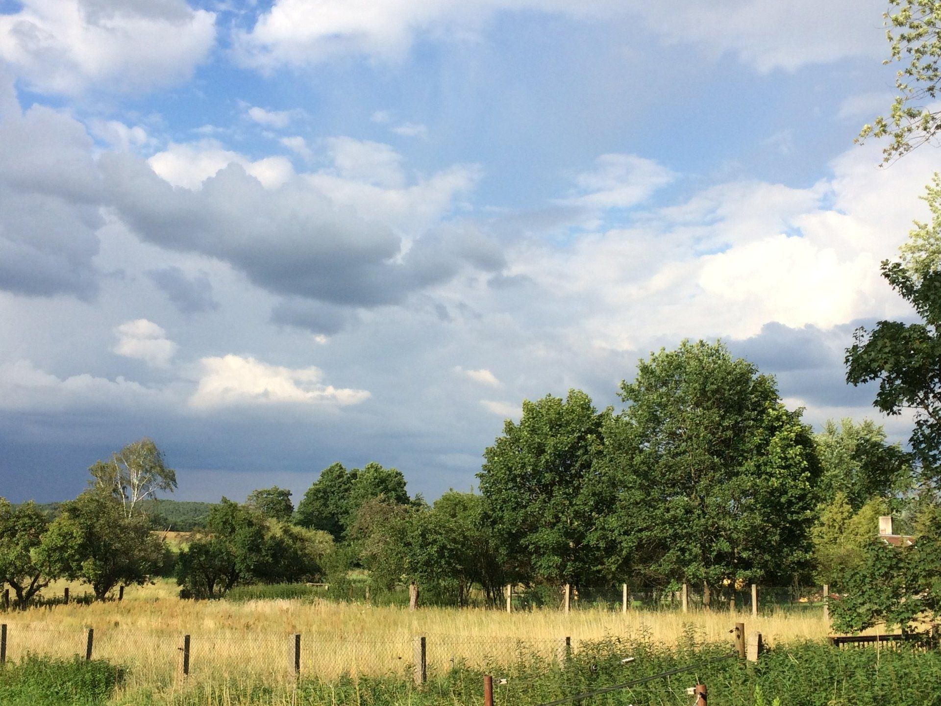 Ein Feld mit Bäumen und einem bewölkten Himmel im Hintergrund
