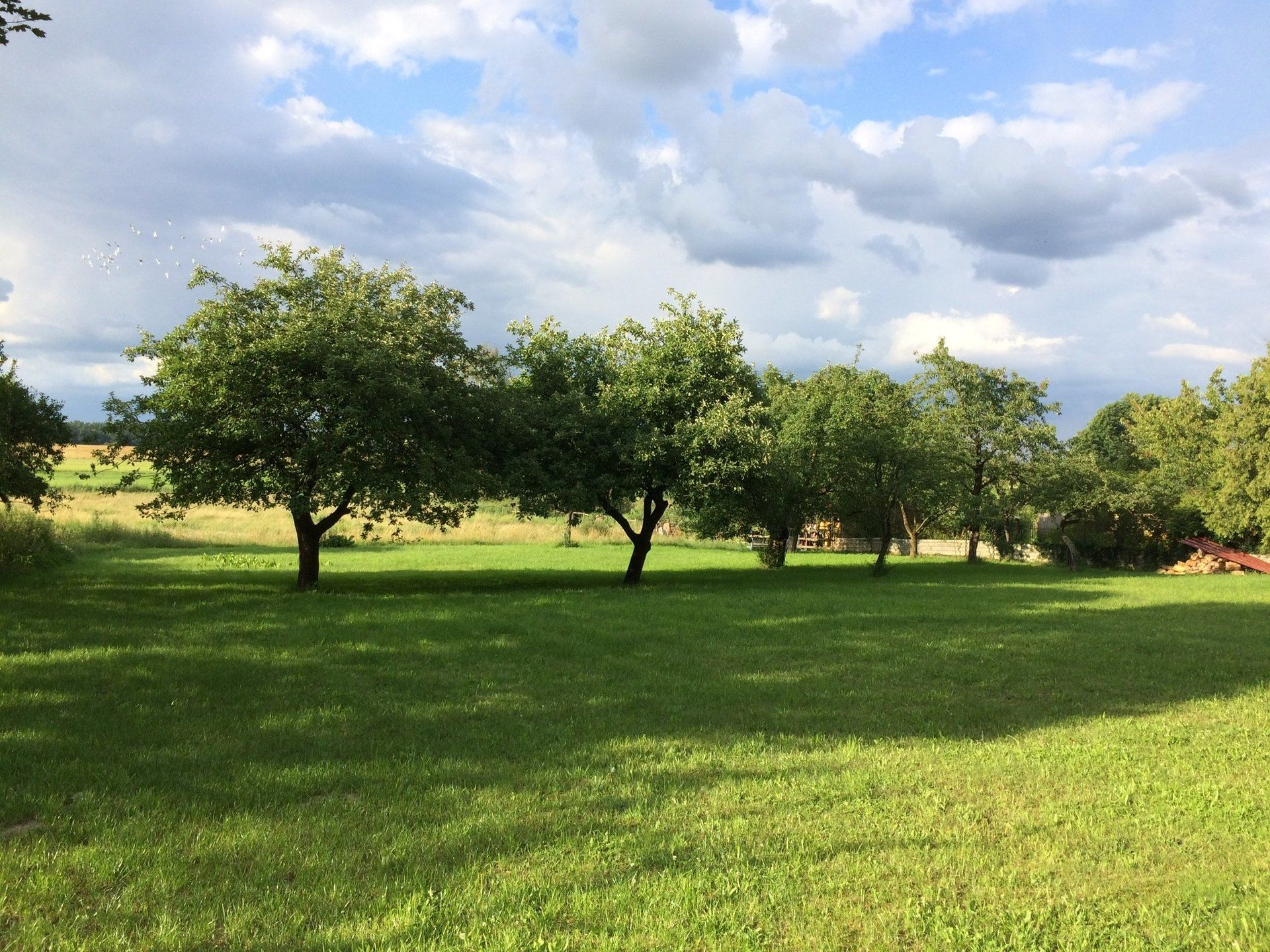 Ein üppiges grünes Feld mit Bäumen und Wolken am Himmel