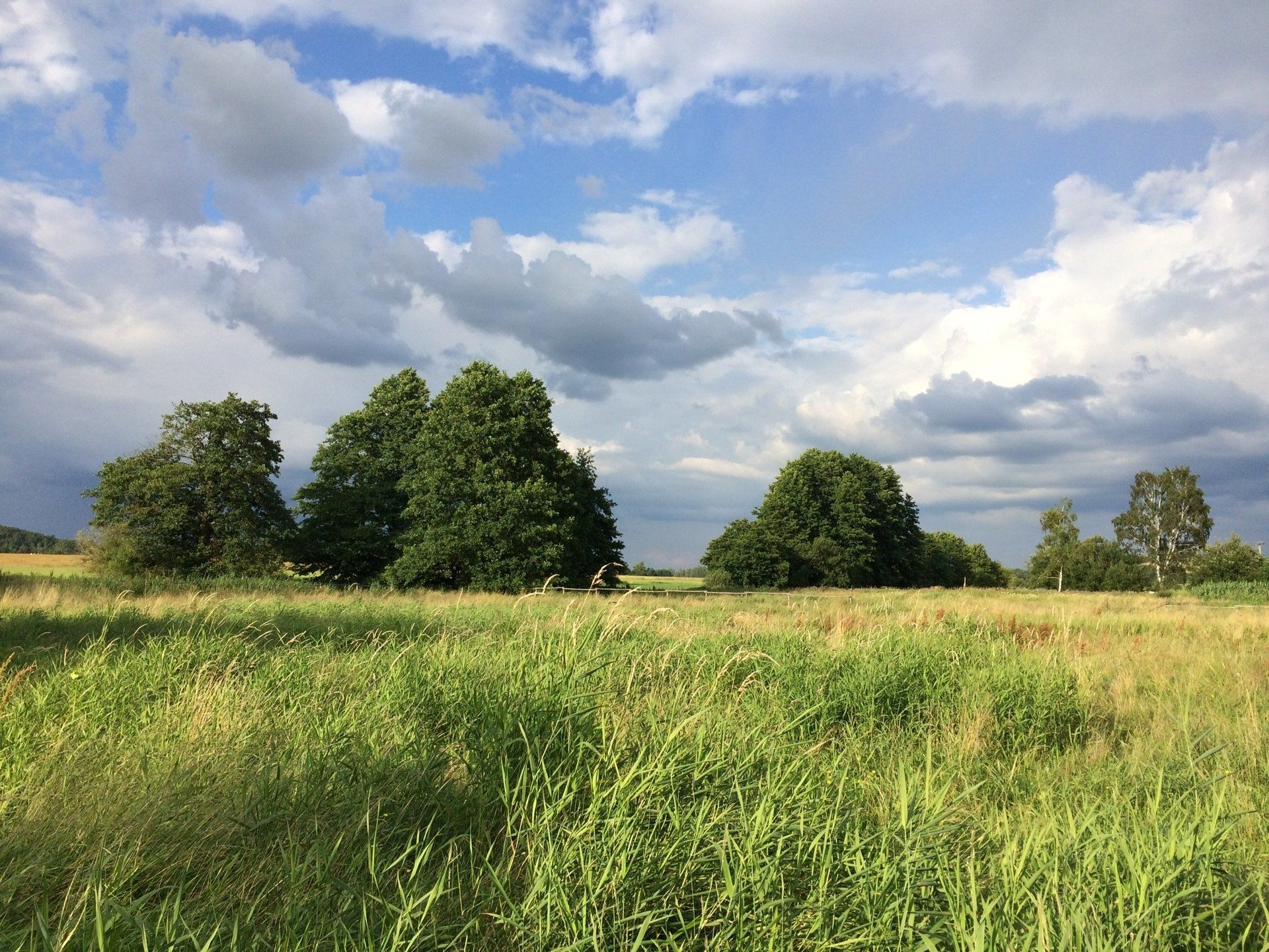 Eine Wiese mit Bäumen im Hintergrund und einem bewölkten Himmel