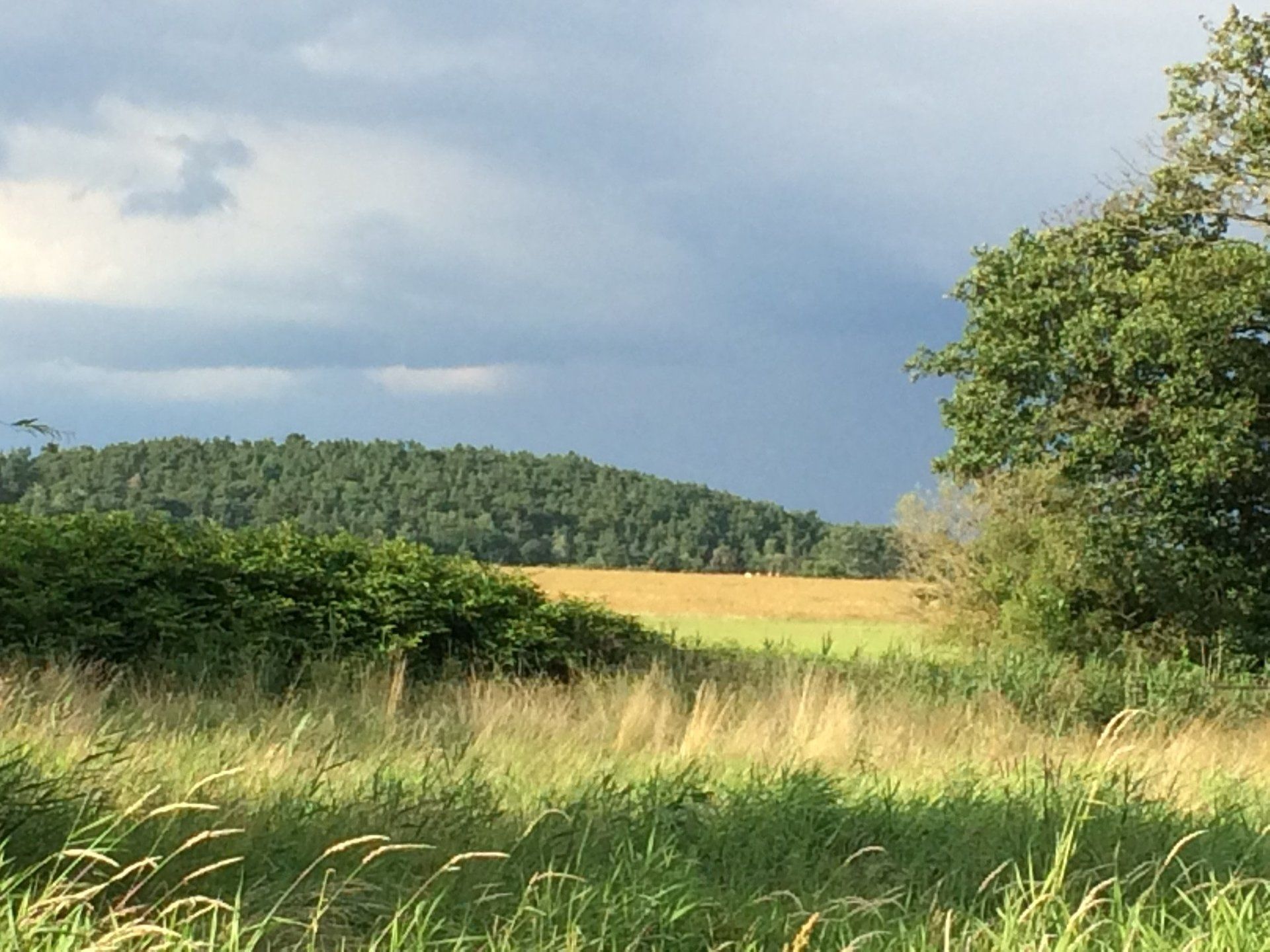 Eine Wiese mit Bäumen und einem Hügel im Hintergrund