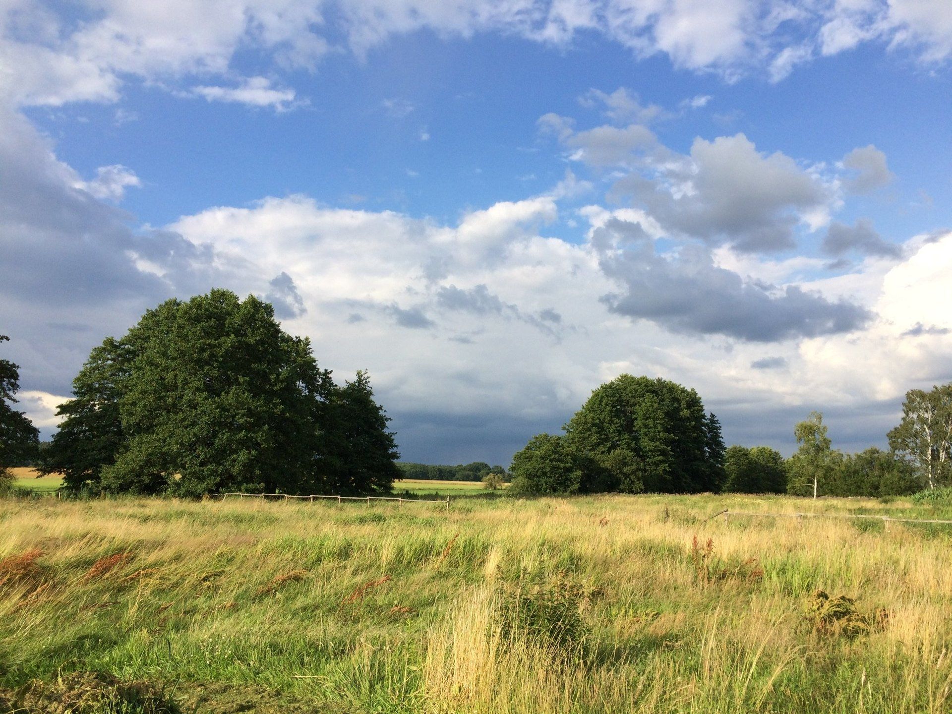 Ein Feld mit Bäumen und Wolken am Himmel