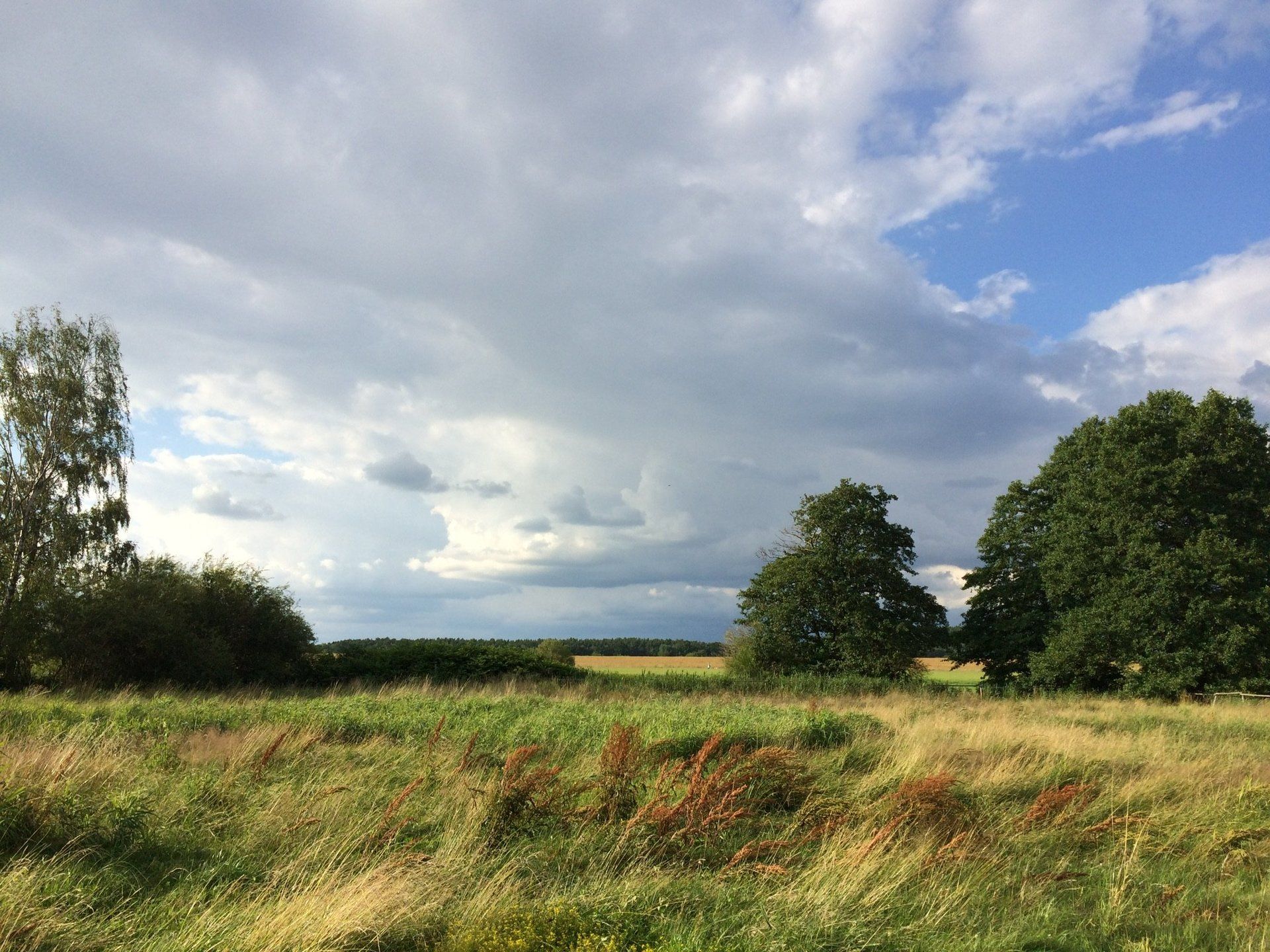 Ein Feld mit Bäumen und Wolken am Himmel