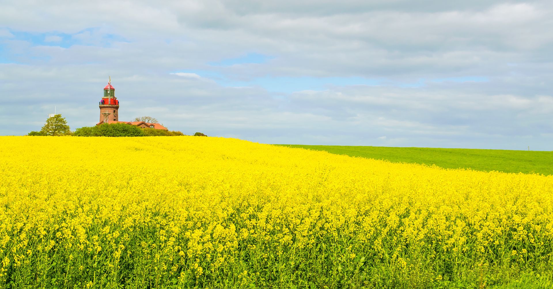 Ein Feld mit gelben Blumen und einem Leuchtturm im Hintergrund.