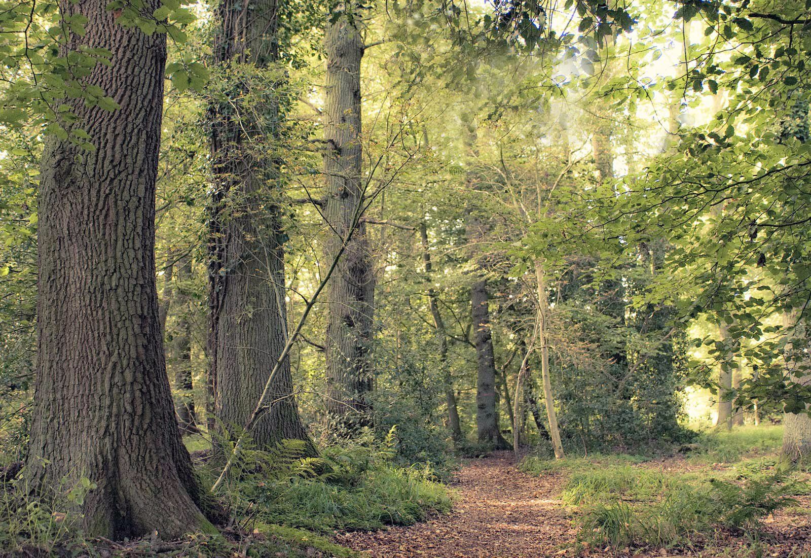 Ein Pfad mitten in einem Wald mit Bäumen und Blättern.