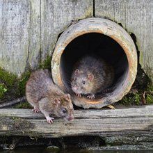 Rat control