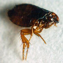 Flea control