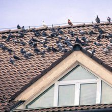 Bird control