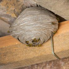Wasp Control