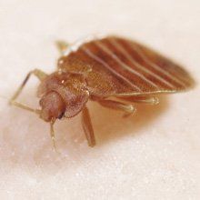 Pet friendly pest control solutions