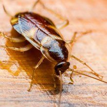 No more pests