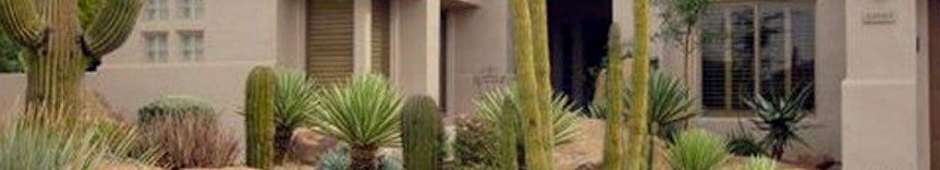 cacti