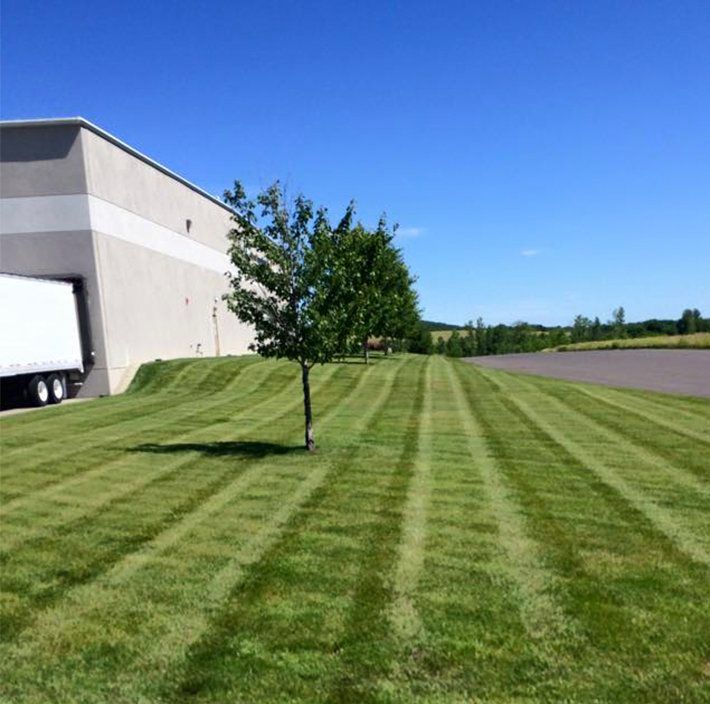 Lawn mowed with alternating stripes in front of a white building with a truck and several trees under a blue sky.