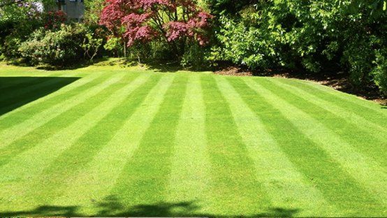 Lawn with green and darker green stripes, trimmed in a garden with trees and shrubs.