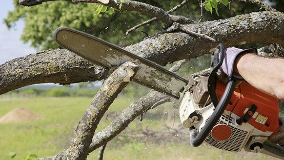 Chainsaw cutting a tree branch outdoors; sawdust flying.