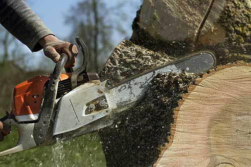 Tree service specialist performing tree removal in North Fort Myers, FL