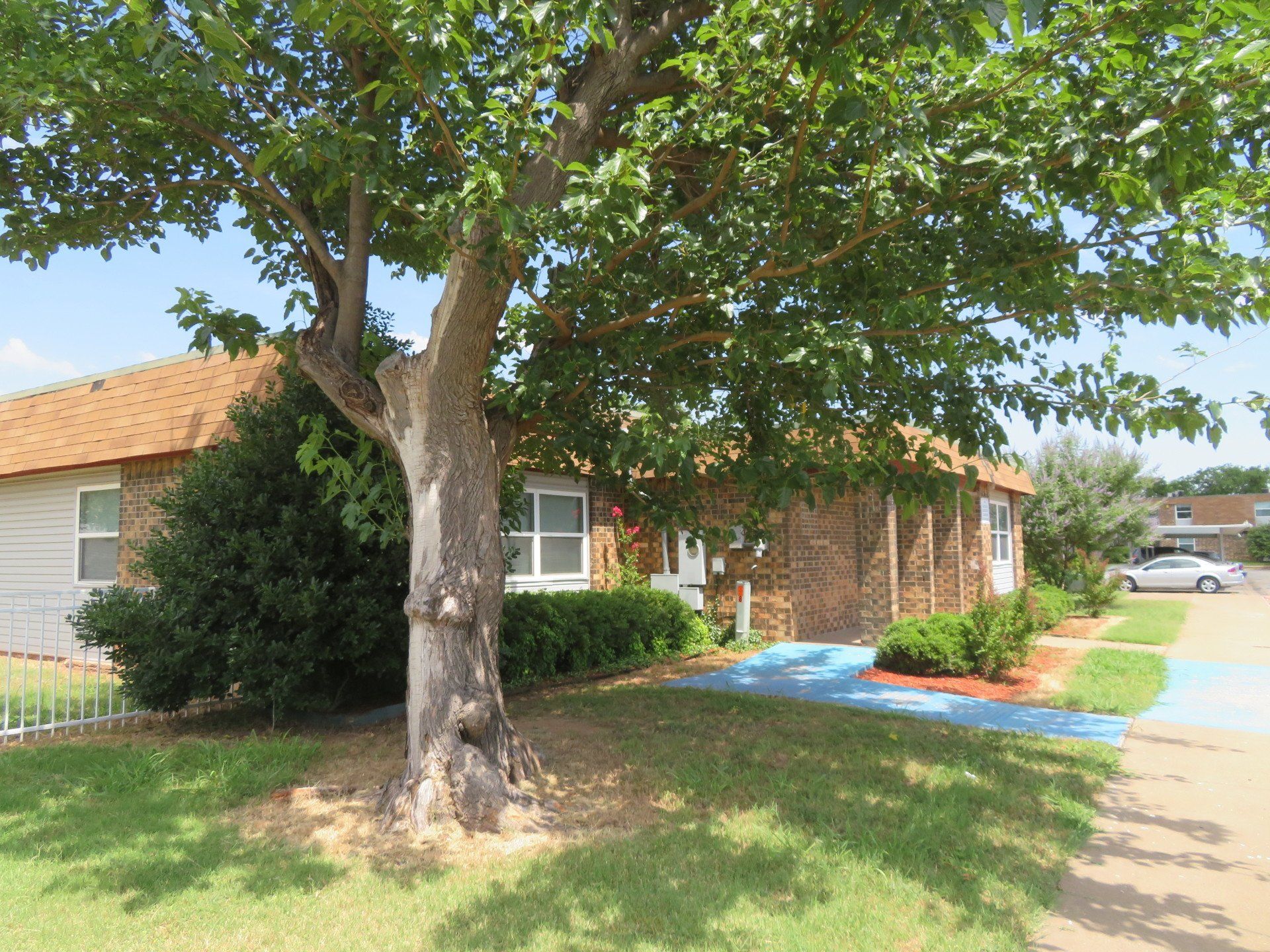 mature trees in the grounds of Lions Court Apartments in Wichita Falls, TX