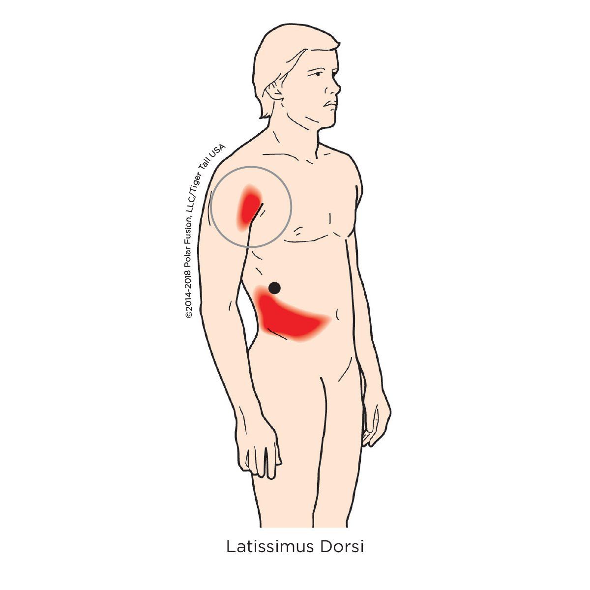 A drawing of a man 's torso showing the latissimus dorsi muscle