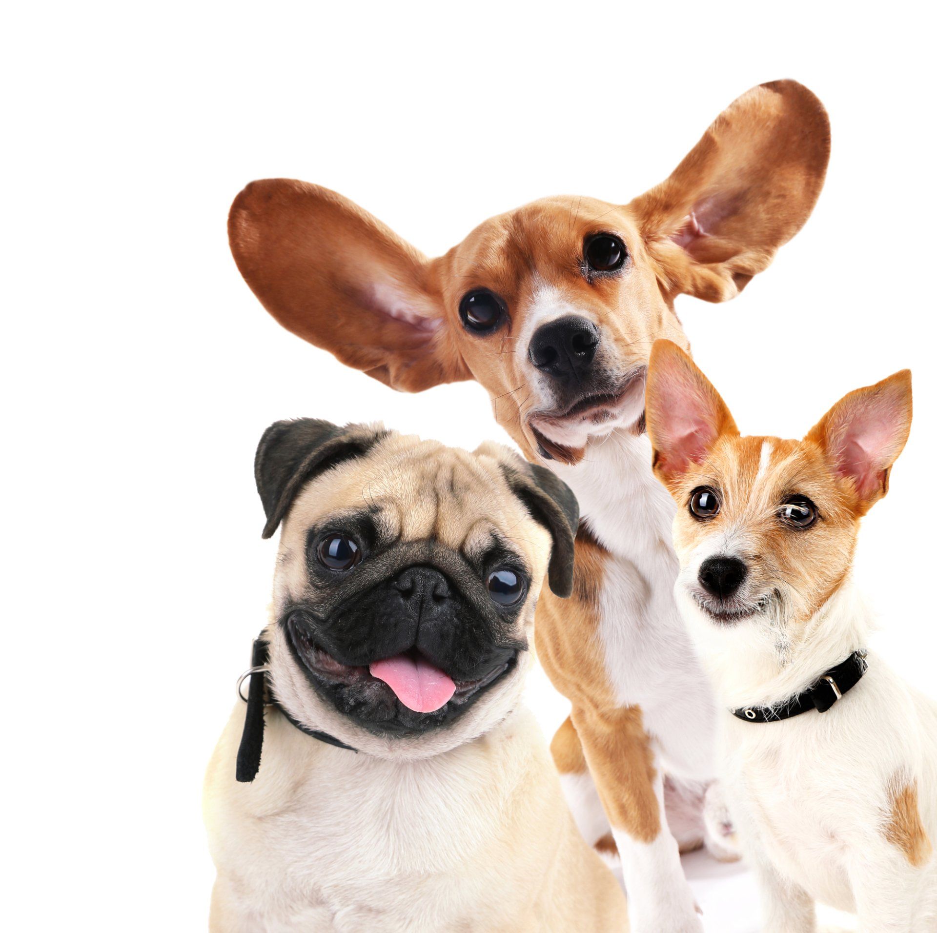 Dog Groomer in Palm Desert, CA