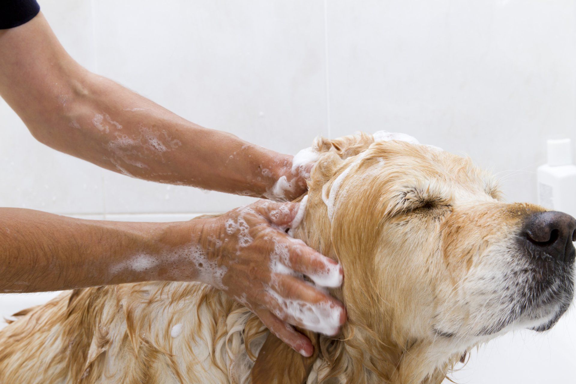 Dog Grooming in Palm Desert, CA