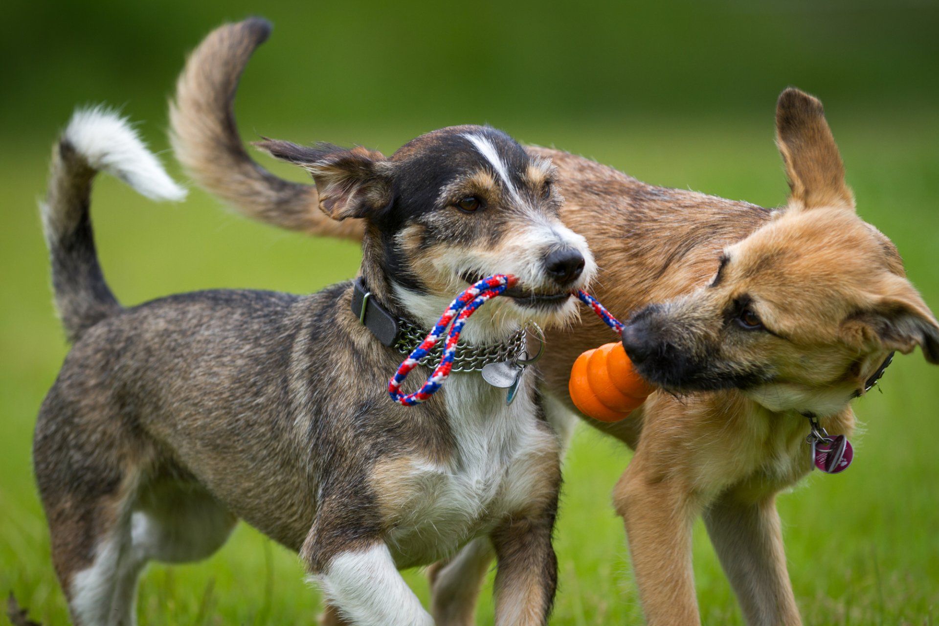 Dog Grooming Service in Palm Desert, CA