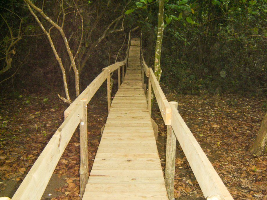 Puente peatonal de madera que atraviesa un denso bosque y conduce a un sendero oscuro y estrecho.
