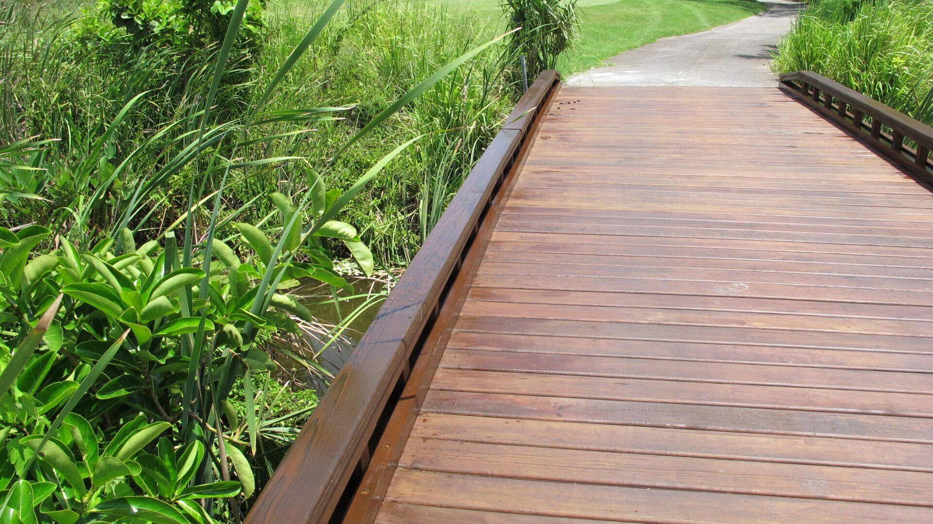 Un paseo marítimo de madera serpentea entre una exuberante vegetación en un entorno natural.