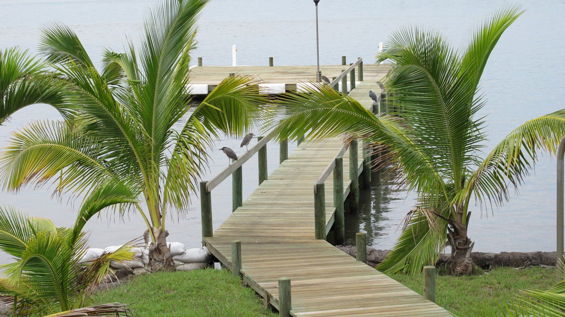 Un muelle de madera bordeado de palmeras se extiende sobre aguas tranquilas hacia un embarcadero lejano.