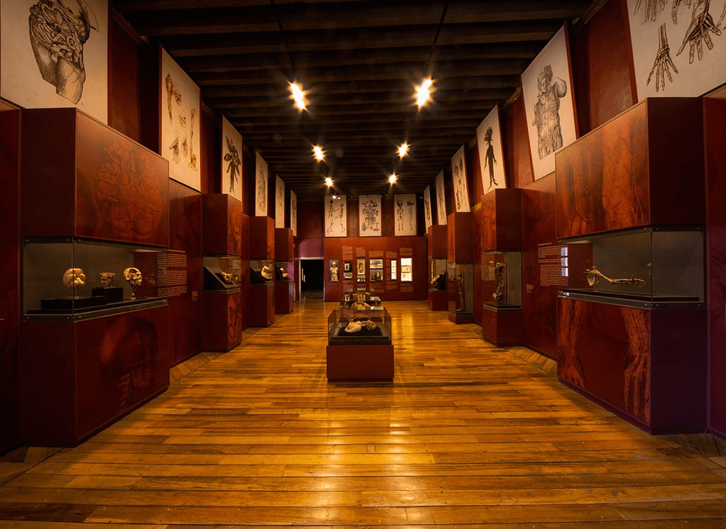 Largo pasillo de galería con suelos de madera, paredes rojas y vitrinas bajo luces cálidas en el techo.