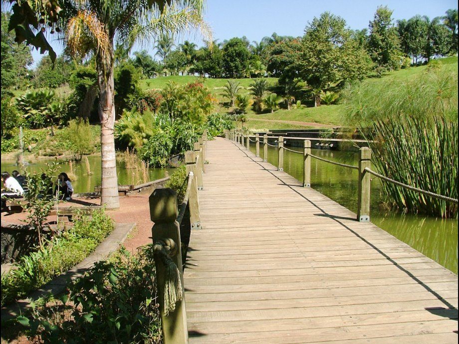 Un paseo marítimo de madera cruza un estanque verde en un parque soleado, con árboles y hierbas altas que bordean el camino.