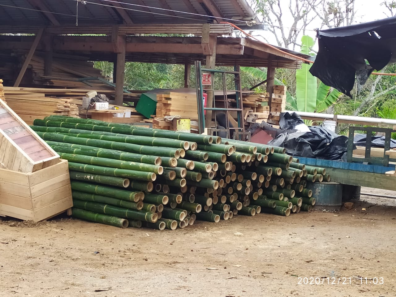 Postes de bambú verde apilados junto a un cobertizo rústico en un patio exterior.
