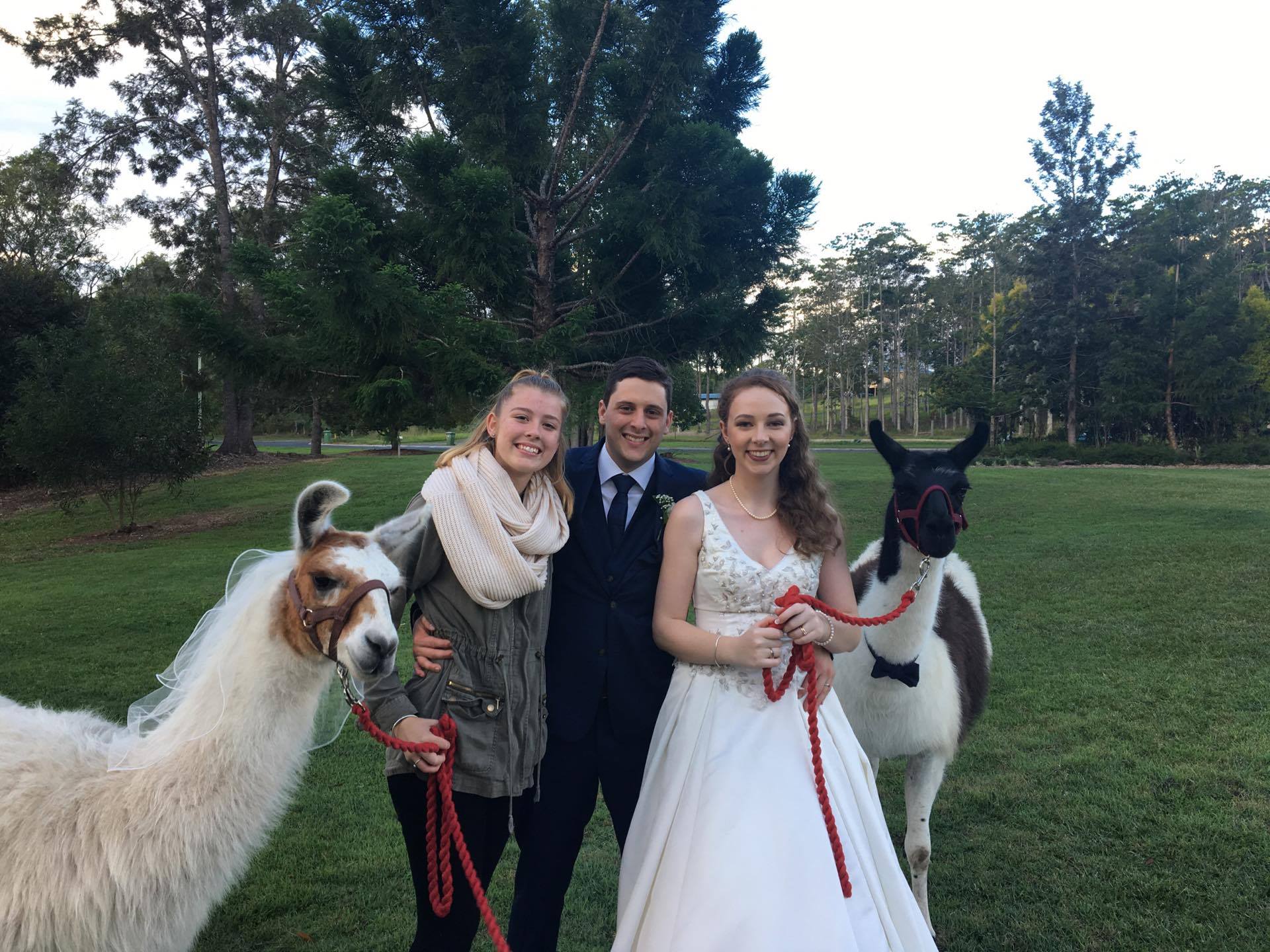 beautiful wedding with a Llama